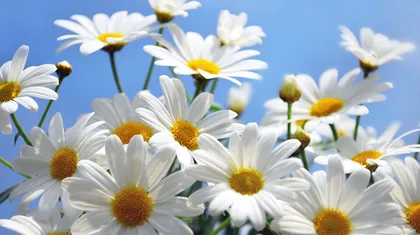 С Международным женским днем 8 Марта!